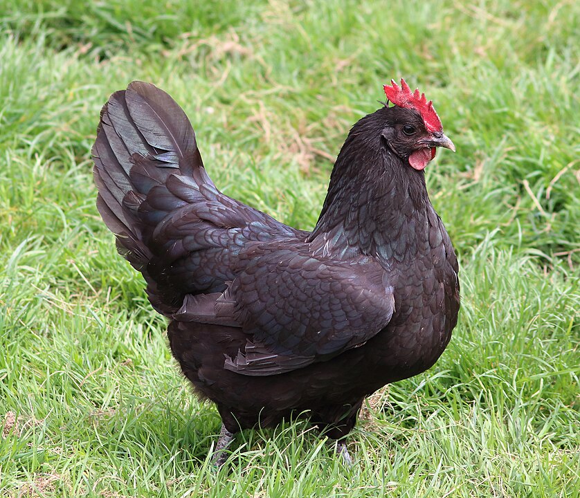 poule noire de Janzé